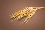 Сlipart barley ears rye wheat white   BillionPhotos