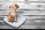Сlipart dog scale adorable animal background   BillionPhotos