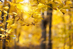 Сlipart background bokeh natural yellow autumn photo  BillionPhotos