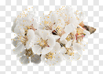 Сlipart Spring flowers spring tree almond bloom photo cut out BillionPhotos