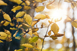 Сlipart background bokeh natural yellow autumn photo  BillionPhotos