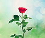 Сlipart rose red png photo single   BillionPhotos