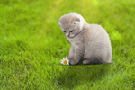 Сlipart adorable adventure animal approaching baby   BillionPhotos