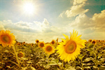 Сlipart Sunflower Field Flower Spring Farm photo  BillionPhotos