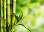 Сlipart Bamboo Tropical Rainforest Backgrounds Green Leaf   BillionPhotos