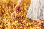 Сlipart wheat farmer field man hand photo  BillionPhotos