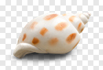 Сlipart collection shell object mollusk isolated photo cut out BillionPhotos