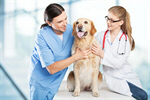 Сlipart veterinarian owner vet pet smile   BillionPhotos