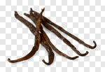 Сlipart Vanilla Spice Bean White Background Pod photo cut out BillionPhotos