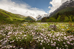 Сlipart flower spring summer landscape meadow photo  BillionPhotos