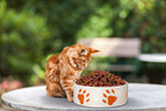 Сlipart cat eat banner bowl pet   BillionPhotos