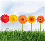 Сlipart Flower Gerbera Daisy Daisy Grass Yellow   BillionPhotos