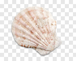 Сlipart collection shell object mollusk isolated photo cut out BillionPhotos