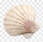 Сlipart shell sea collection starfish beach photo cut out BillionPhotos