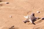 Сlipart Beach Summer Starfish Vacations Sand photo  BillionPhotos