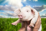 Сlipart piglet pig smile snout greeting   BillionPhotos