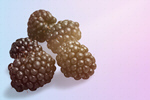 Сlipart blackberry raspberry background berries berry   BillionPhotos