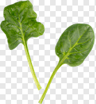 Сlipart Spinach Leaf Vegetable Leaf White Vegetable photo cut out BillionPhotos