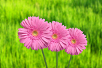 Сlipart flower chrysanthemum pink big background   BillionPhotos