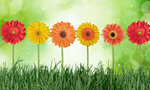 Сlipart Standing Out From The Crowd Individuality Flower Daisy Gerbera Daisy   BillionPhotos