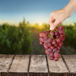 Сlipart Grape Human Hand Fruit Men Close-up   BillionPhotos