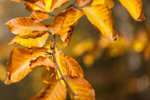 Сlipart background bokeh natural yellow autumn photo  BillionPhotos