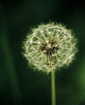Сlipart Dandelion Seed Summer Landscape Grass photo free BillionPhotos
