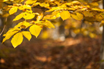 Сlipart background bokeh natural yellow autumn photo  BillionPhotos