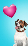 Сlipart valentine dog day love balloon   BillionPhotos