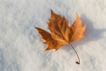 Сlipart Winter Autumn Leaf Frost Snow photo  BillionPhotos