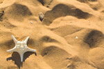 Сlipart Beach Summer Starfish Vacations Sand photo  BillionPhotos