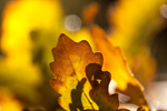 Сlipart background bokeh natural yellow autumn photo  BillionPhotos