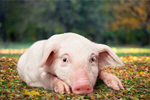 Сlipart pig farm background small white   BillionPhotos