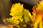 Сlipart background bokeh natural yellow autumn photo  BillionPhotos