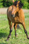 Сlipart Horse Field Fence Farm Nature photo  BillionPhotos