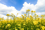 Сlipart ukraine field sky yellow blue photo  BillionPhotos