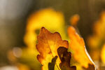 Сlipart background bokeh natural yellow autumn photo  BillionPhotos