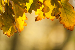 Сlipart background bokeh natural yellow autumn photo  BillionPhotos