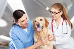 Сlipart veterinarian owner vet pet smile   BillionPhotos