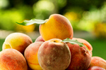 Сlipart Georgia Peach Southern USA North Carolina Peach Tree photo  BillionPhotos