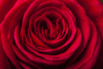 Сlipart rose red up close background photo  BillionPhotos