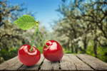 Сlipart Cherry Isolated Fruit Two Objects Red   BillionPhotos