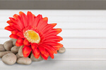 Сlipart Flower Single Flower Spa Treatment Stone Orange   BillionPhotos