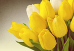 Сlipart spring flowers on desk flowers day jewel tulipe   BillionPhotos