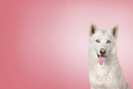 Сlipart dog husky pink adorable animal   BillionPhotos