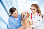 Сlipart veterinarian owner vet pet smile   BillionPhotos