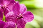 Сlipart Orchid Tropical Flower Pink Flower Head Beauty photo  BillionPhotos