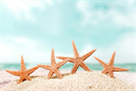 Сlipart starfish ocean beach 2014 tourism   BillionPhotos