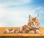 Сlipart adorable animal background beautiful brown   BillionPhotos