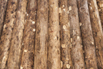 Сlipart wood board grain oak rough photo  BillionPhotos